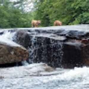 Meet your Posher, The